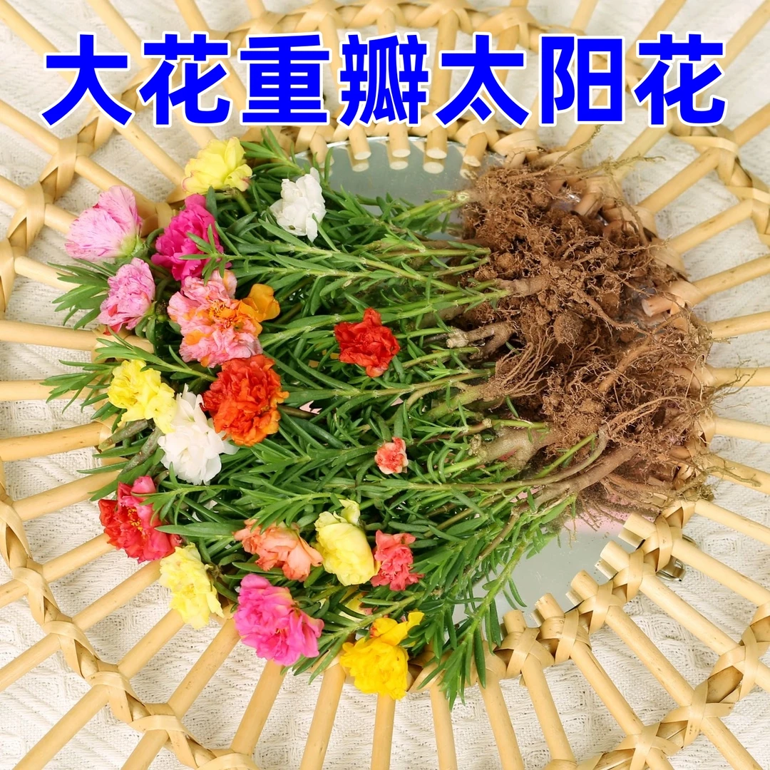重瓣太阳花苗带根混色