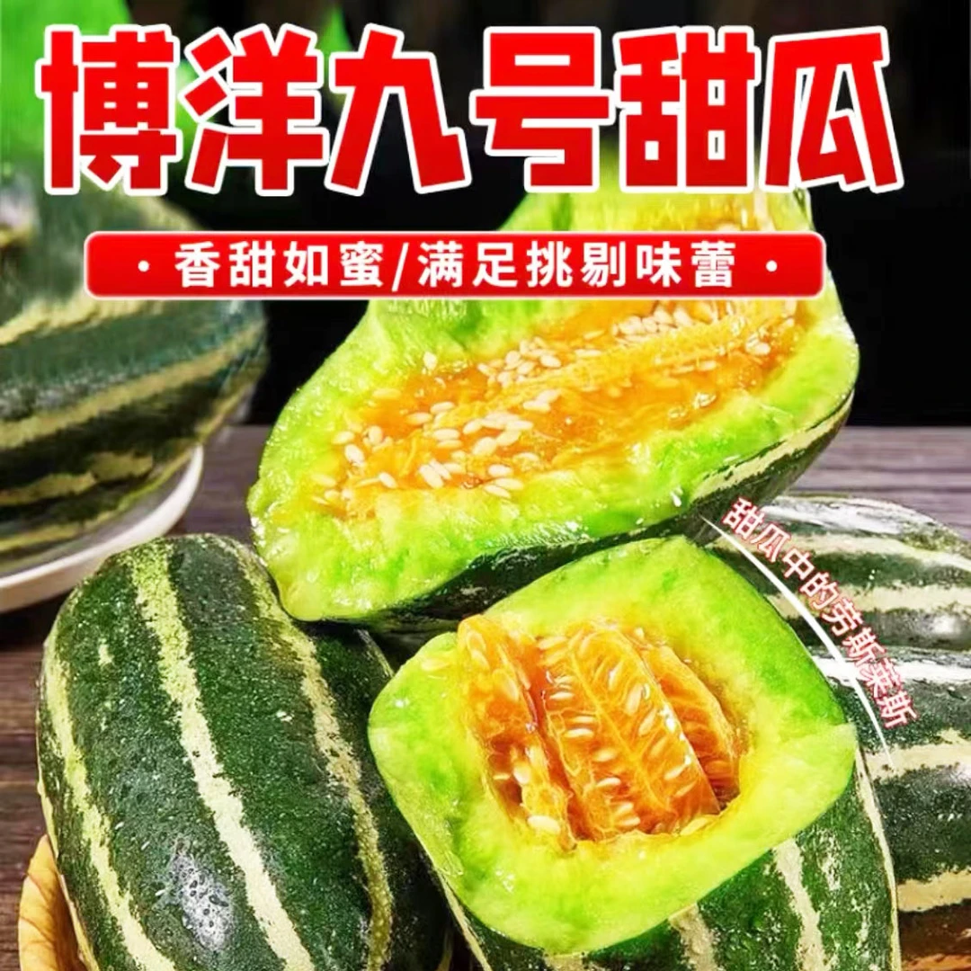 【现摘现发】博洋9号甜瓜新鲜口感清甜爽口甜蜜果园种植美味包赔
