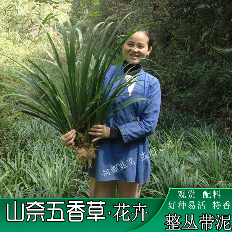 贵州红根香草整丛香草根苗食用香料特香好种易活盆栽地栽网红植物