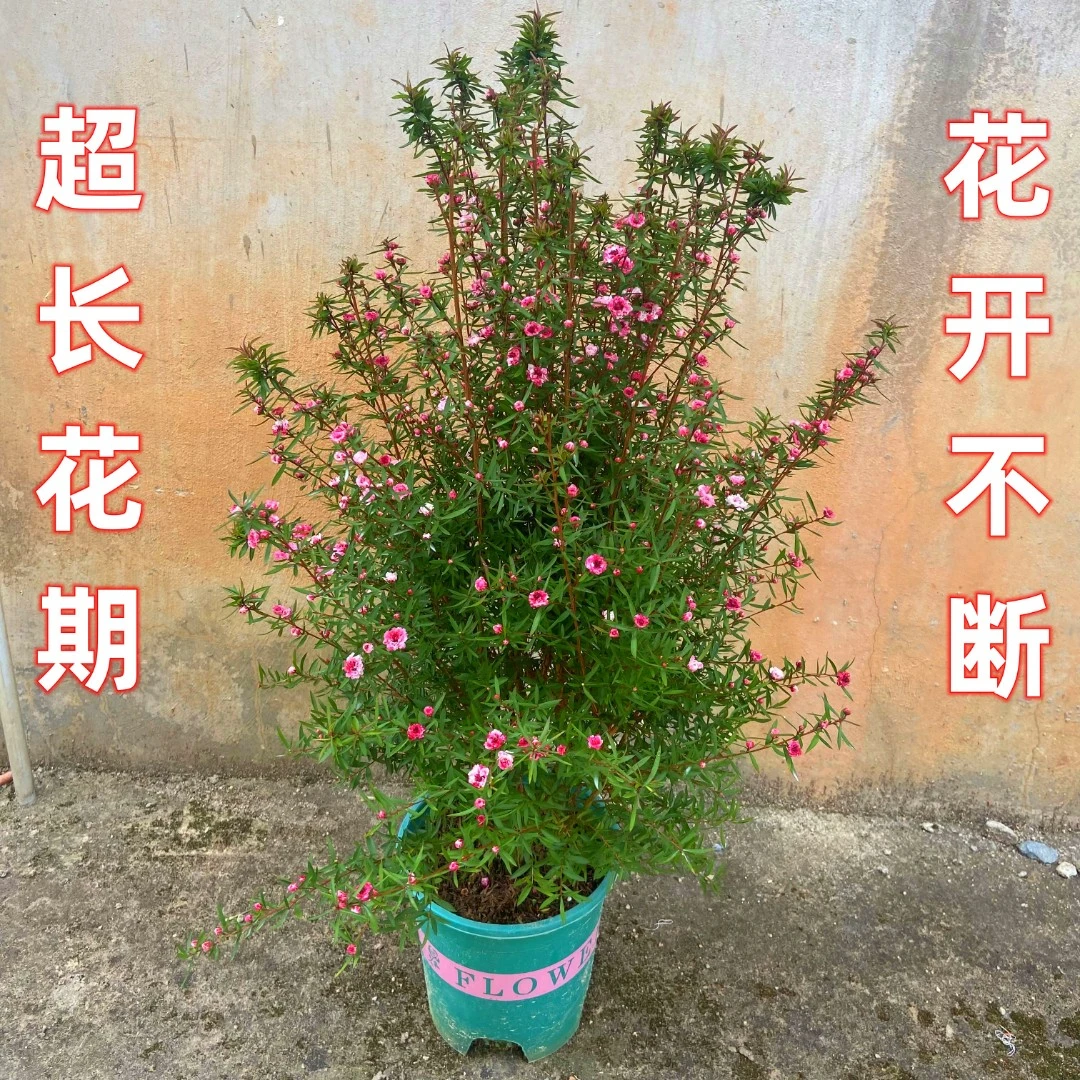 <6年苗高70厘米>澳洲松红梅盆栽带花苞超长花期耐寒耐热室内阳台