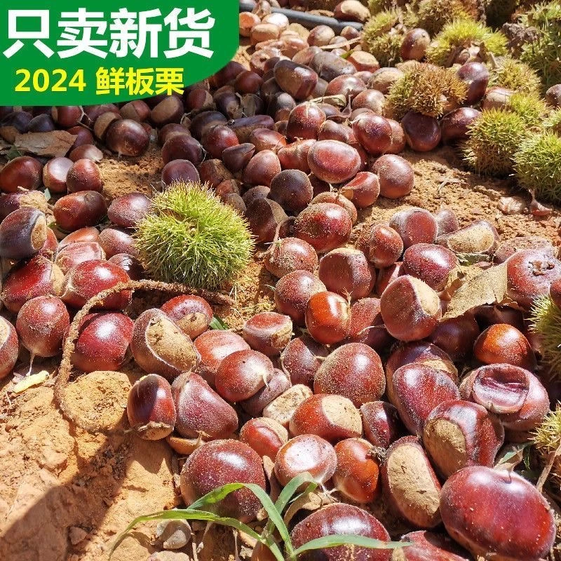 2024 年刚下树新鲜板栗生栗子香甜饱满
