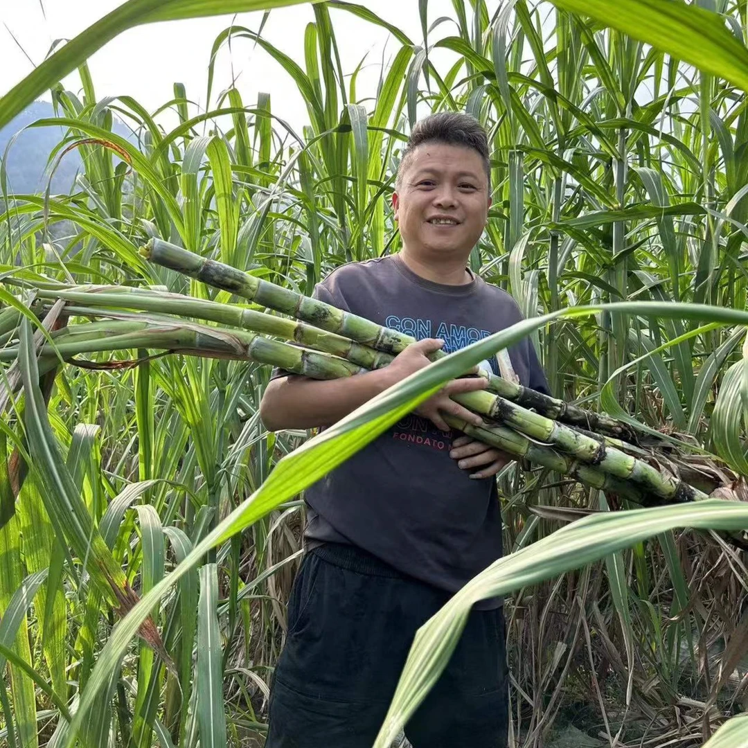 旌德青皮甘蔗买3根赠1根（防止有少量冻坏的切断发货）