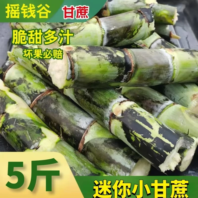 旌德青皮水果细甘蔗小果5斤(细支)