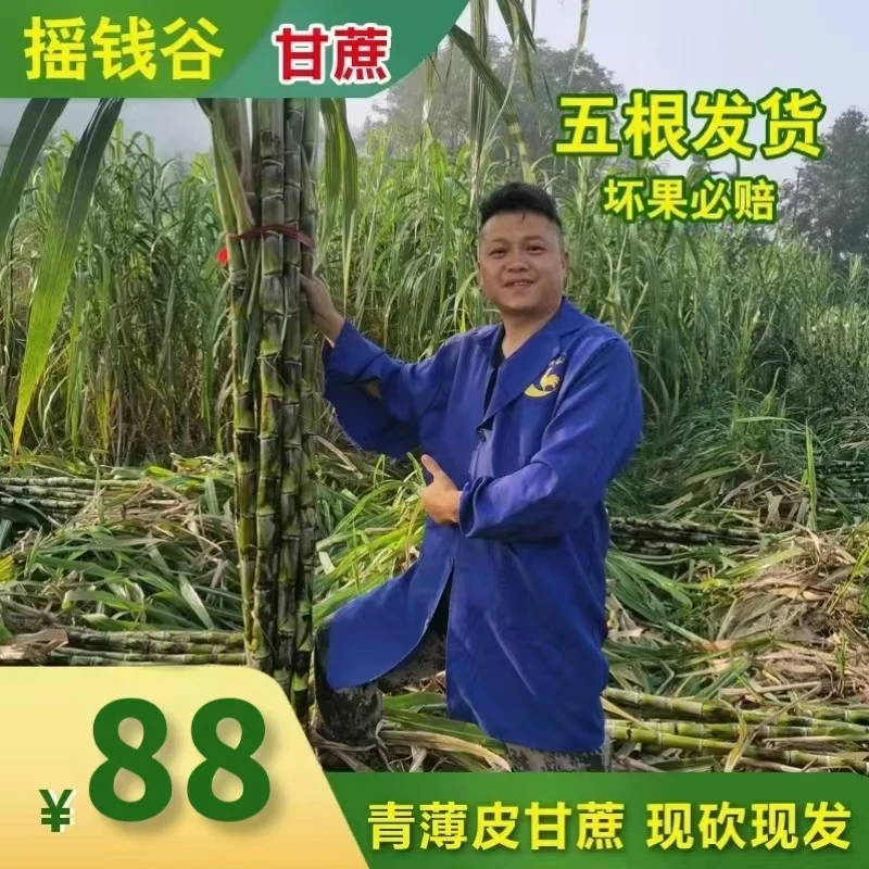皖南旌德青皮水果甘蔗5根装