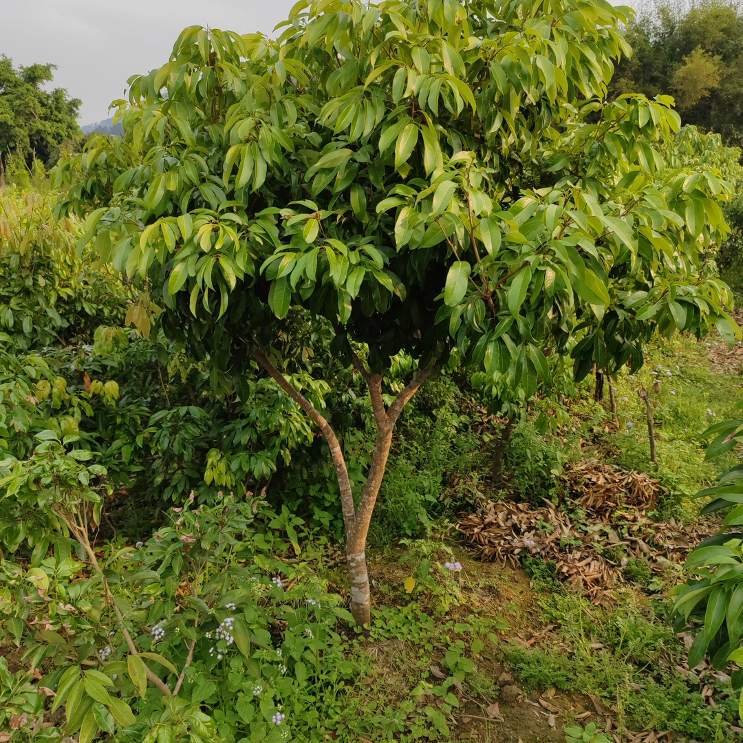直播间一物一拍樱桃果苗