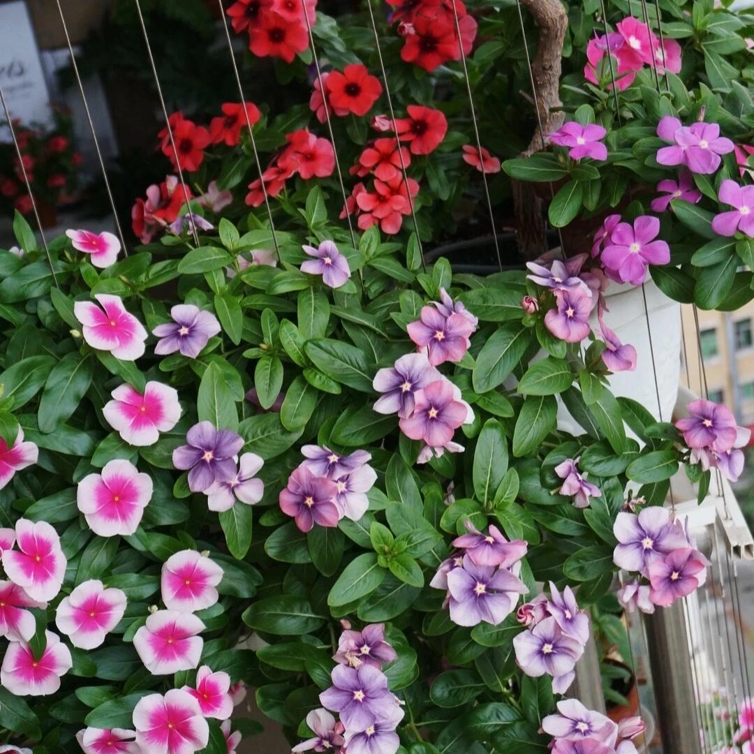 花卉种子长春花种子天天开种子花籽阳台庭院四季