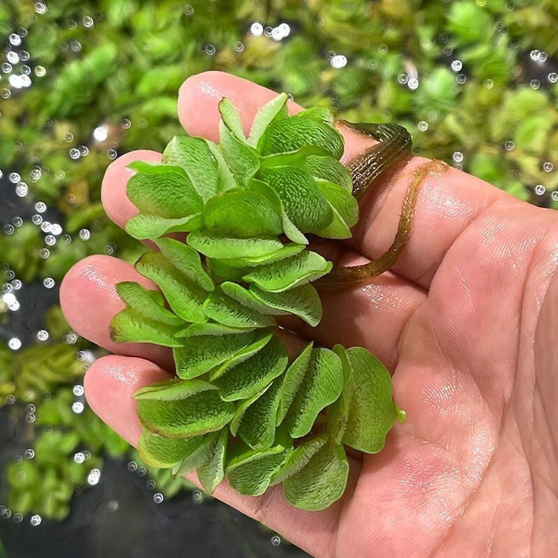 浮萍水草水面象耳萍水生水培植物造景净化水质养鱼池塘庭院水芙蓉