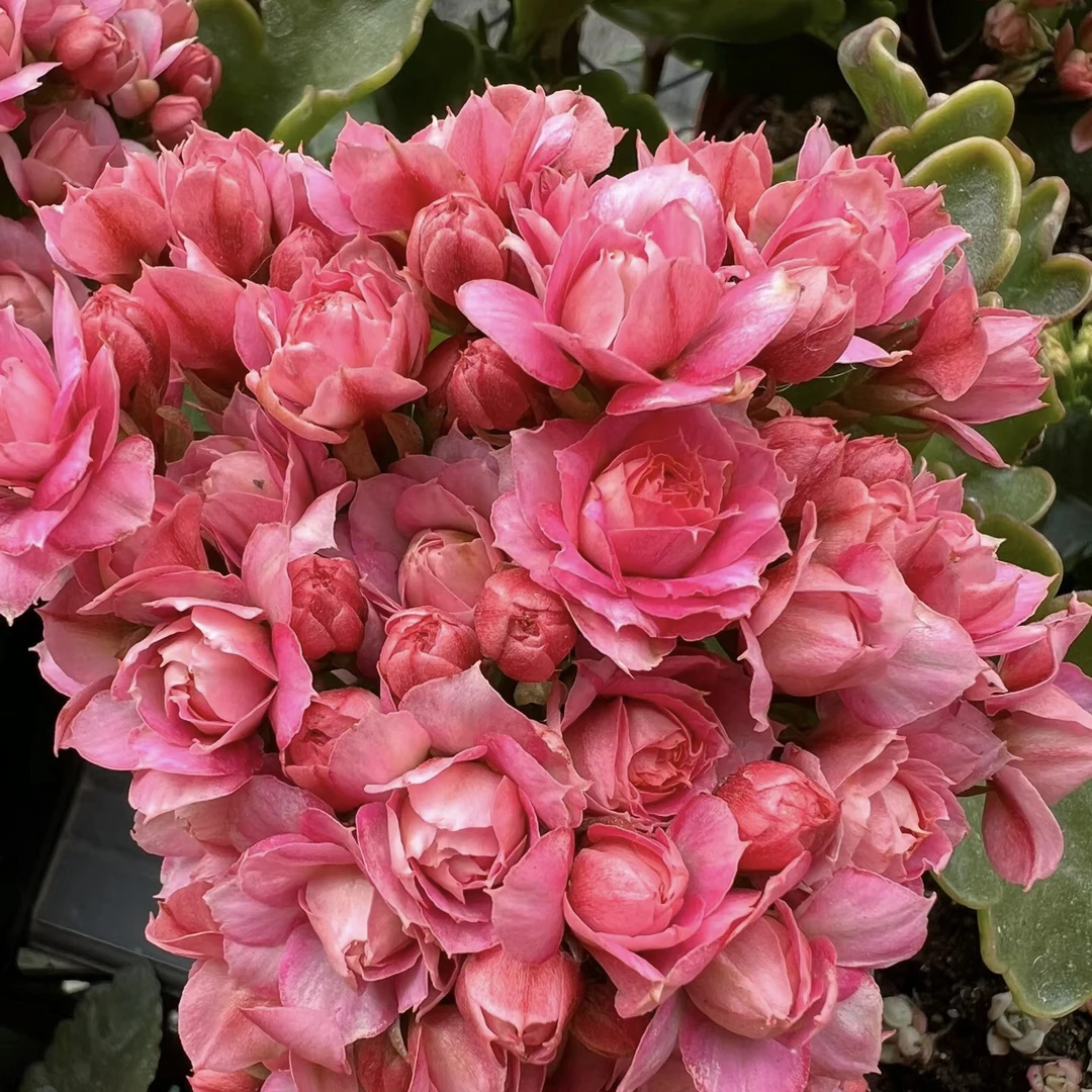 【达科塔】重瓣稀有品种长寿花盆栽