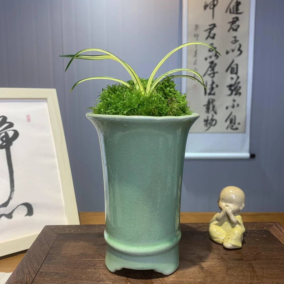 春兰矮种艺 吉祥如意 中透艺兰花盆桌面绿植盆栽