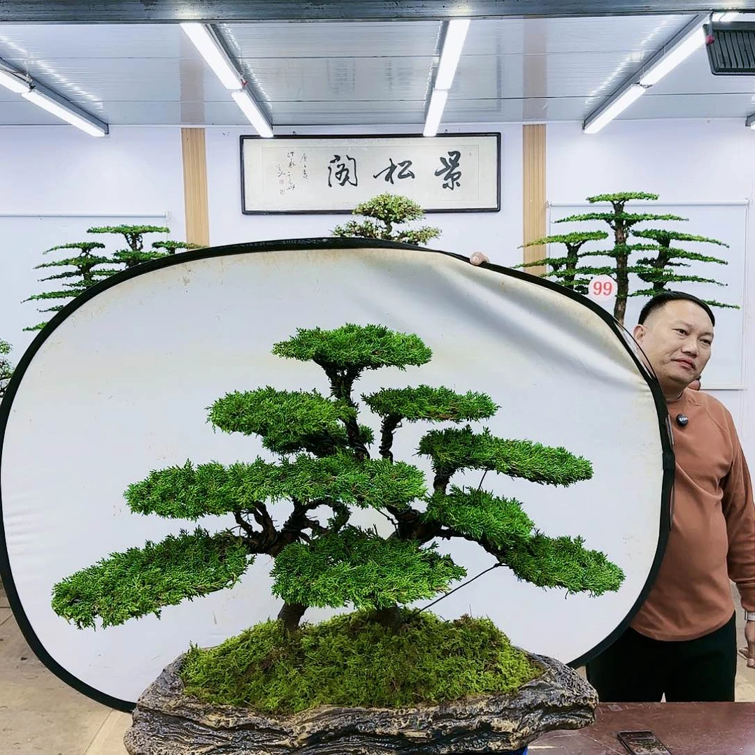 盆景欢迎大家一起来捡漏