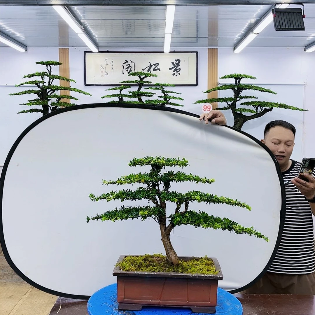 盆景欢迎大家一起来捡漏