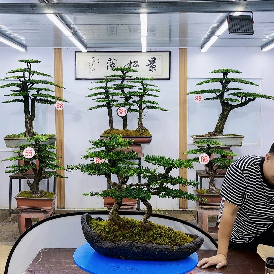 盆景欢迎大家一起来捡漏