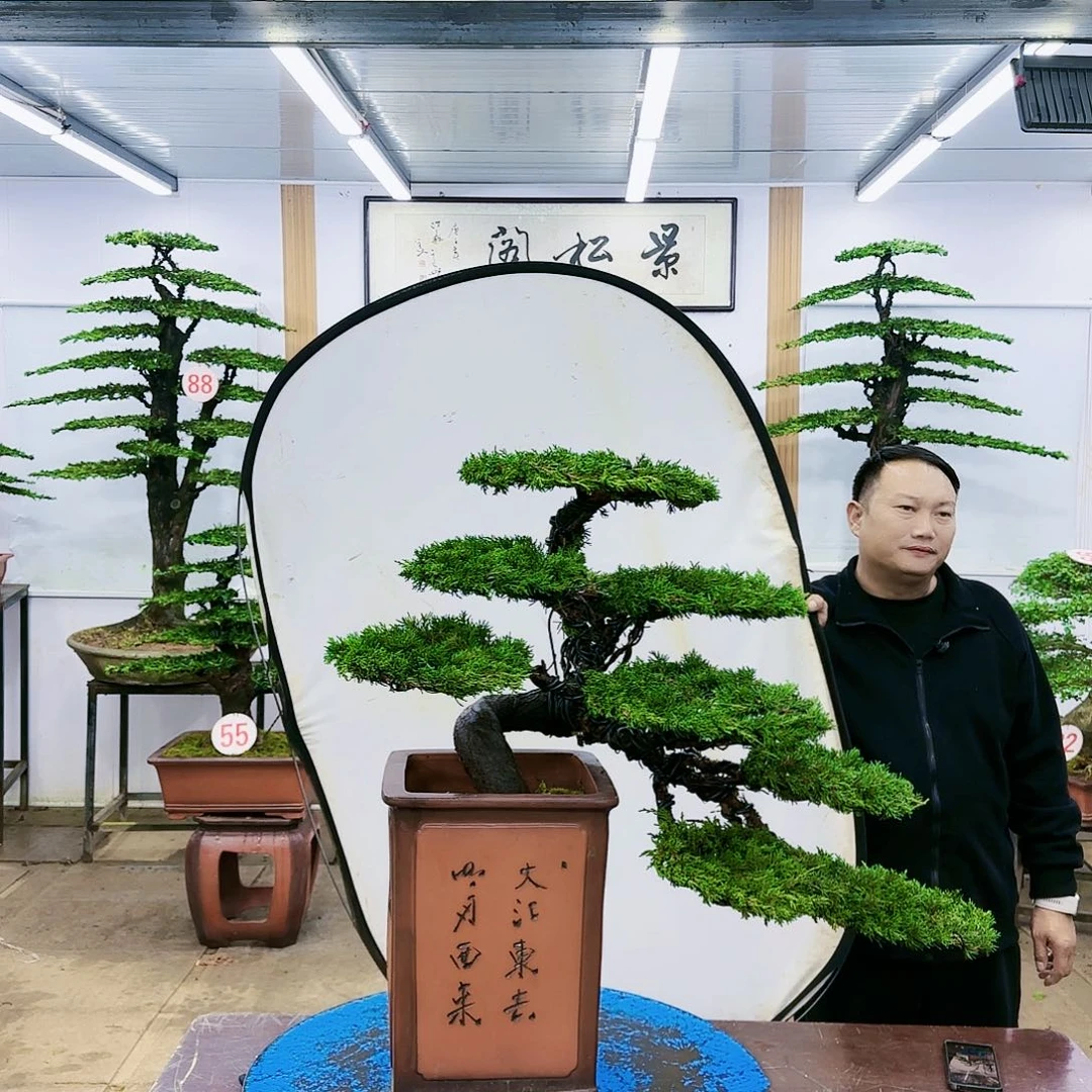 盆景欢迎大家一起来捡漏