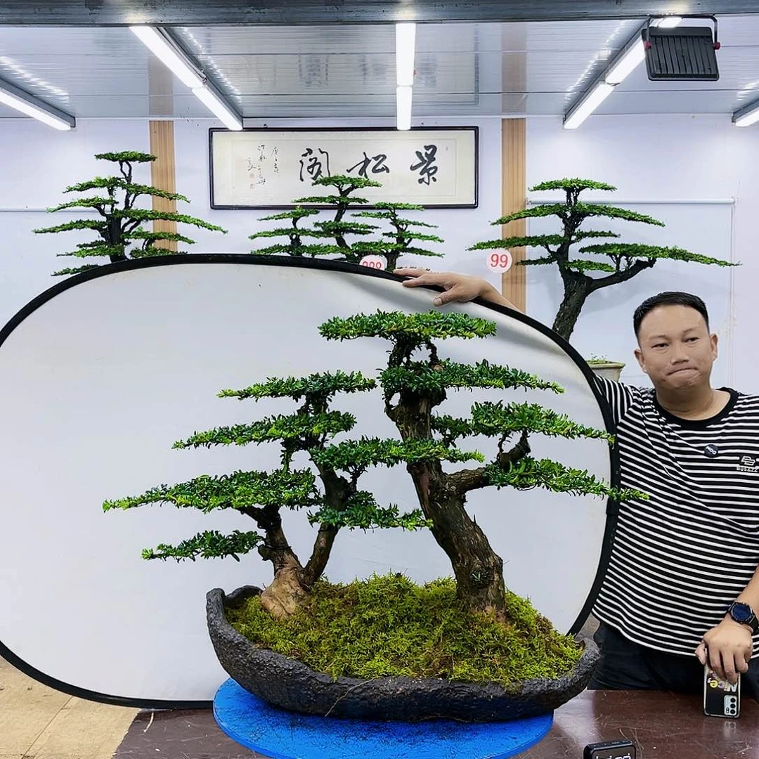 盆景欢迎大家一起来捡漏