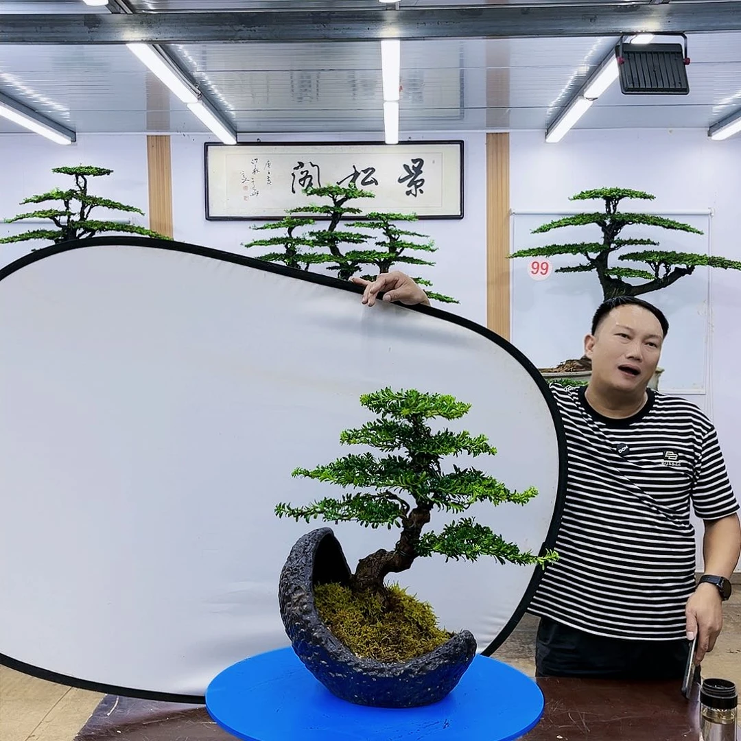 盆景欢迎大家一起来捡漏