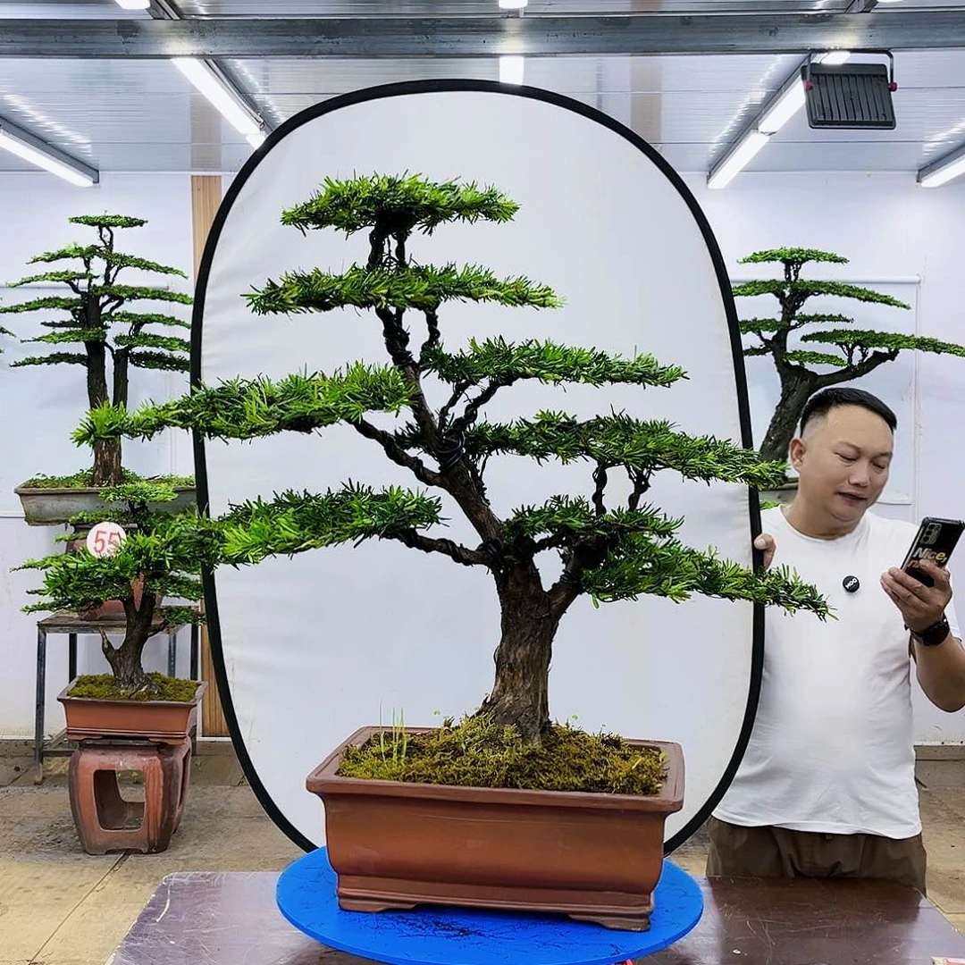 盆景欢迎大家一起来捡漏
