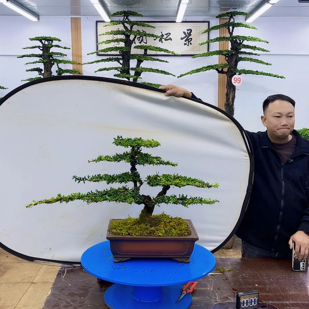 盆景欢迎大家一起来捡漏