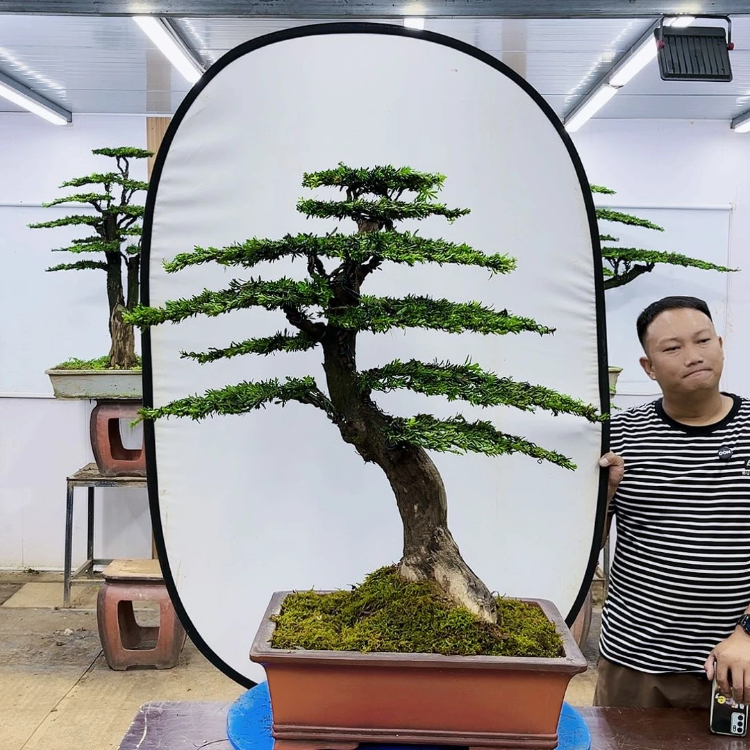 盆景欢迎大家一起来捡漏