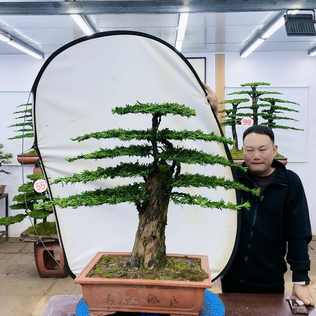 盆景欢迎大家一起来捡漏