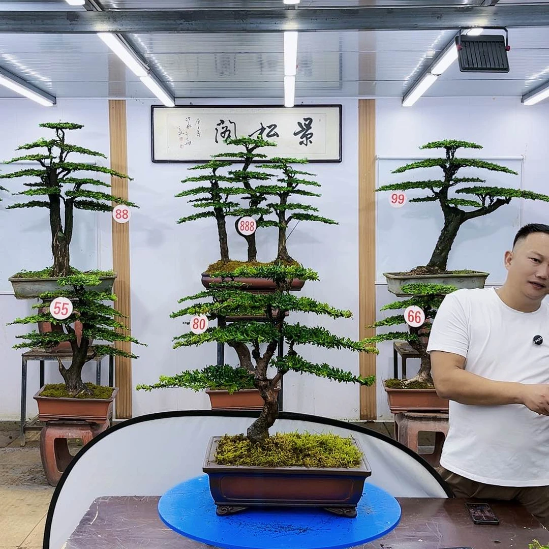 盆景欢迎大家一起来捡漏