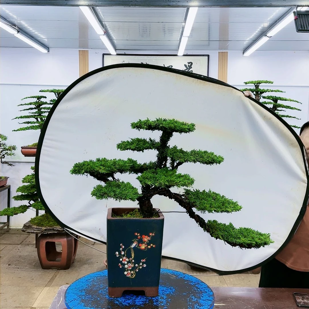 盆景欢迎大家一起来捡漏