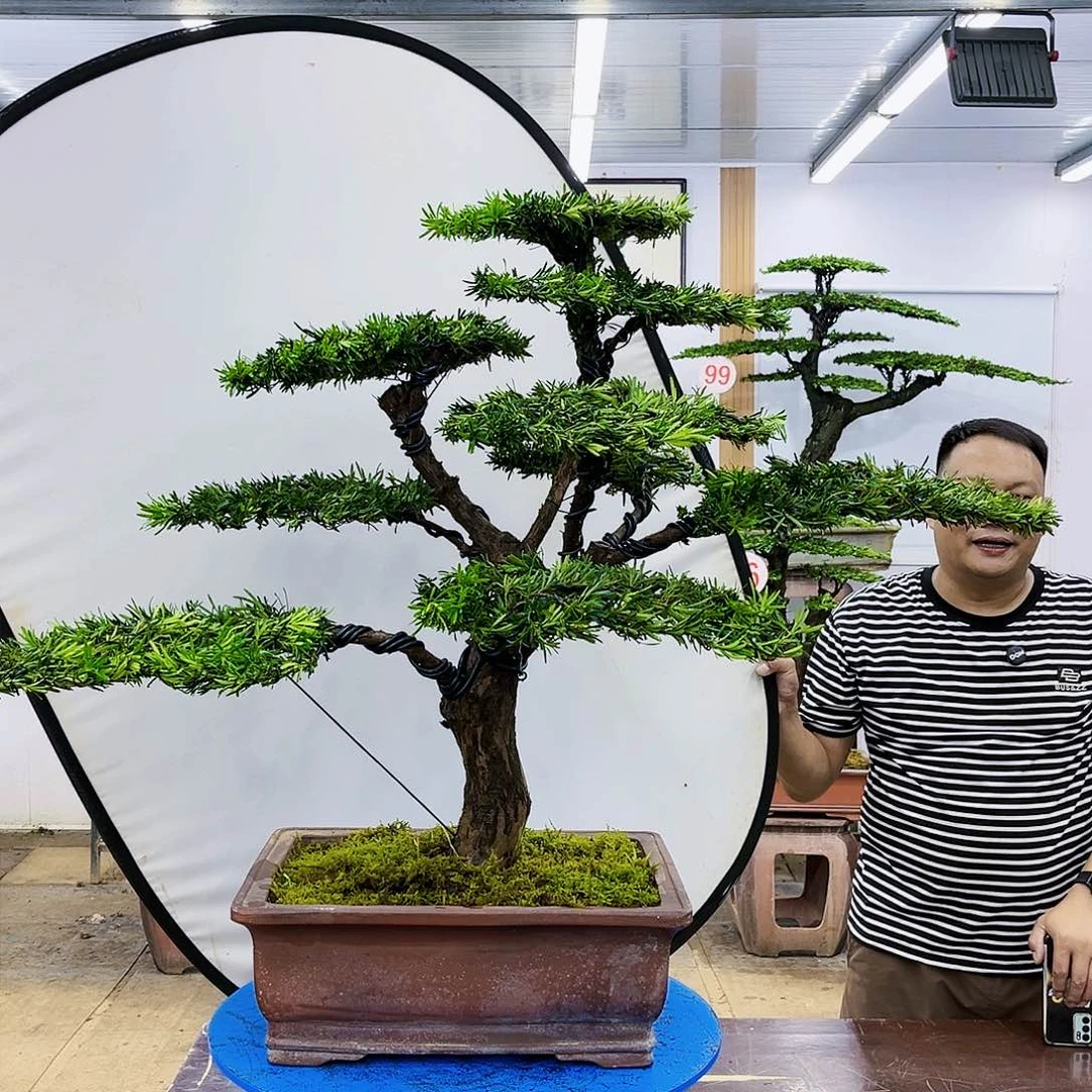 盆景欢迎大家一起来捡漏