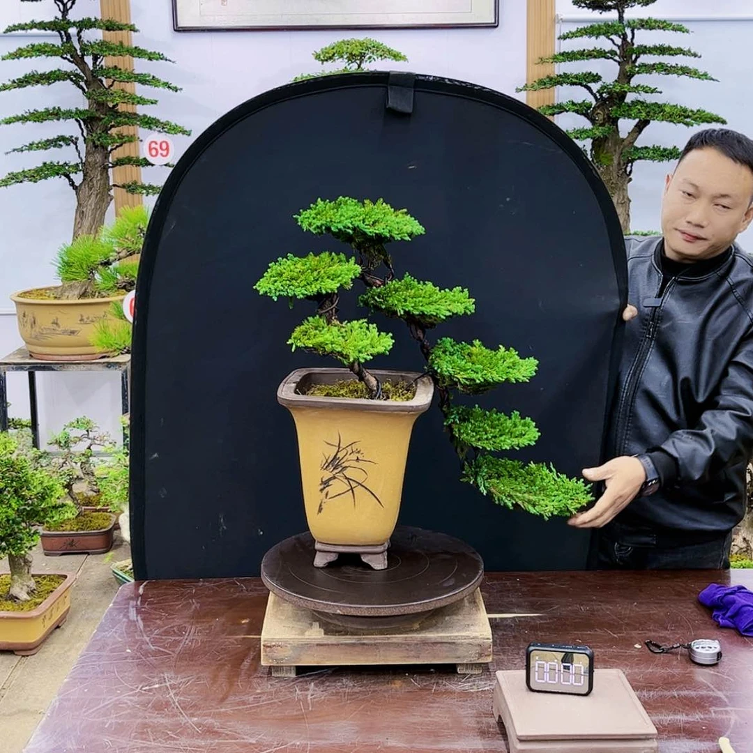 【闪购商品】盆景