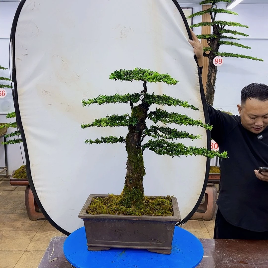 盆景欢迎大家一起来捡漏