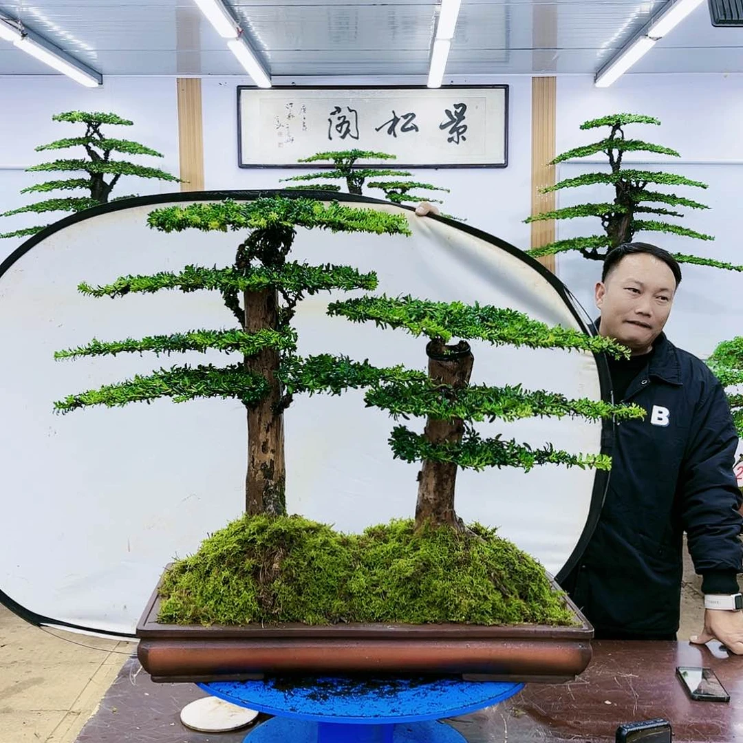 盆景欢迎大家一起来捡漏