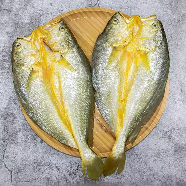 开背黄花鱼1只