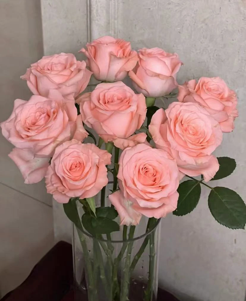 云南戴安娜玫瑰基地直发一单路运 两单空运（送保鲜剂）