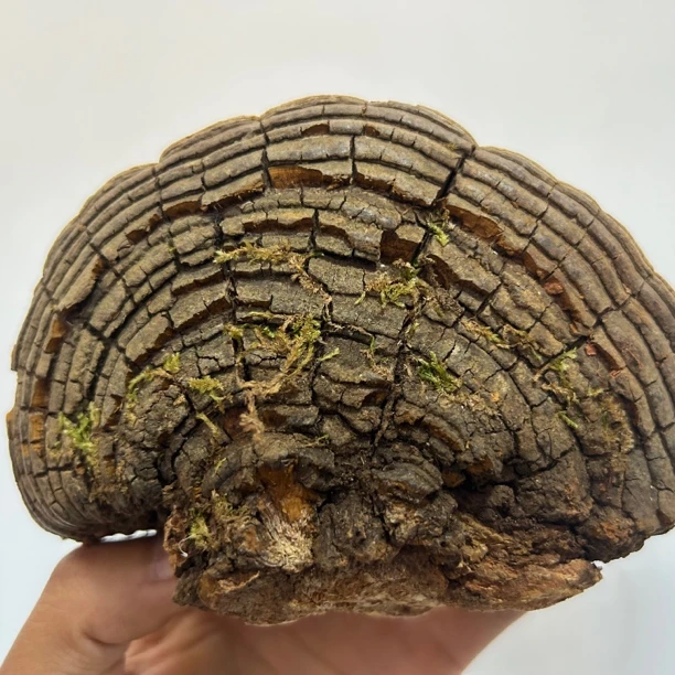 桑树桑黄  现收山货 农特产 250g-500g
