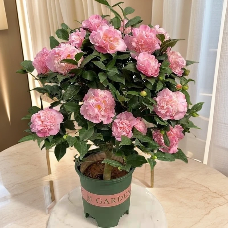 《茶颜月色·香妃茶花》浓香年宵花 越冷越开 不含白盆