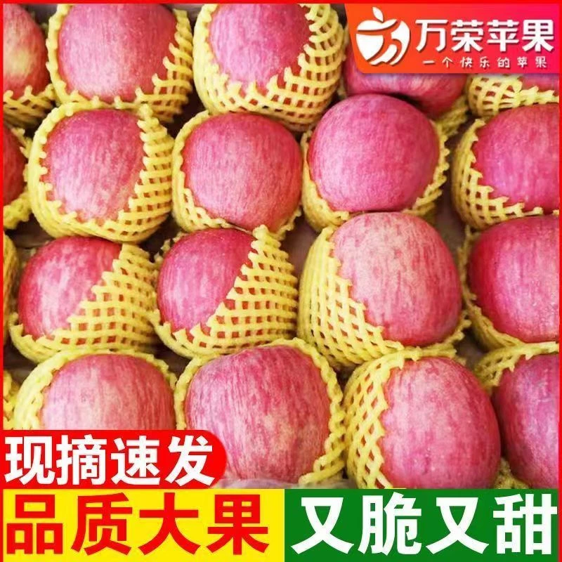 正宗陕西红富士苹果应季水果新鲜冰糖心苹果产地直发时令水果洛川