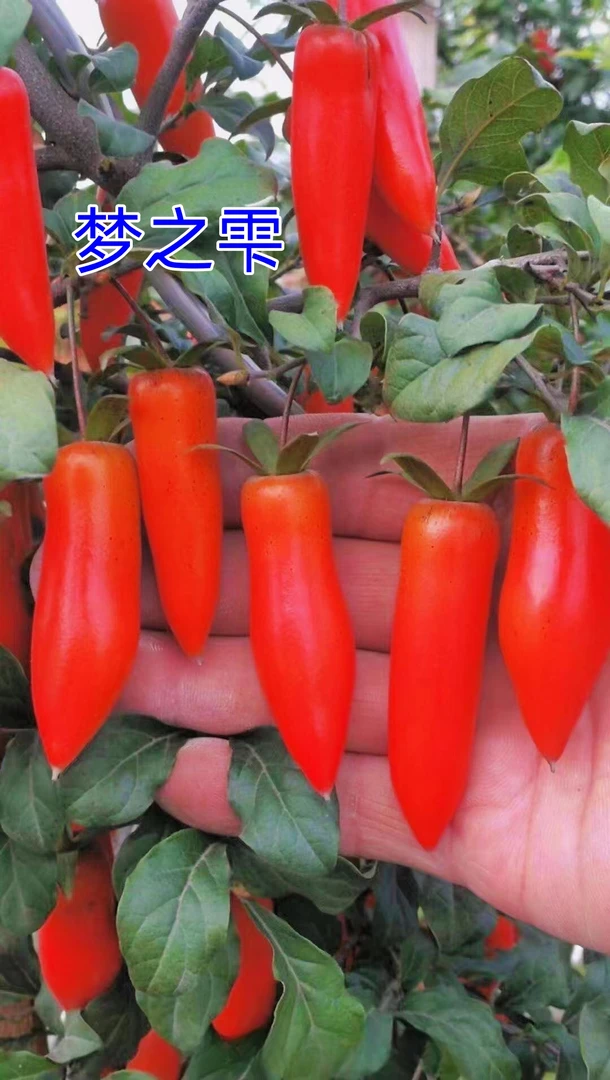 老鸦柿  品种梦之雫 嫁接2年苗