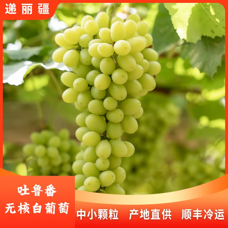 新疆特产吐鲁番无核白葡萄4斤产地直供内地分仓顺丰冷运中小颗粒