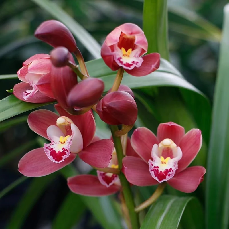 翁源兰花带花苞红宝石建兰开花浓香型室内花卉
