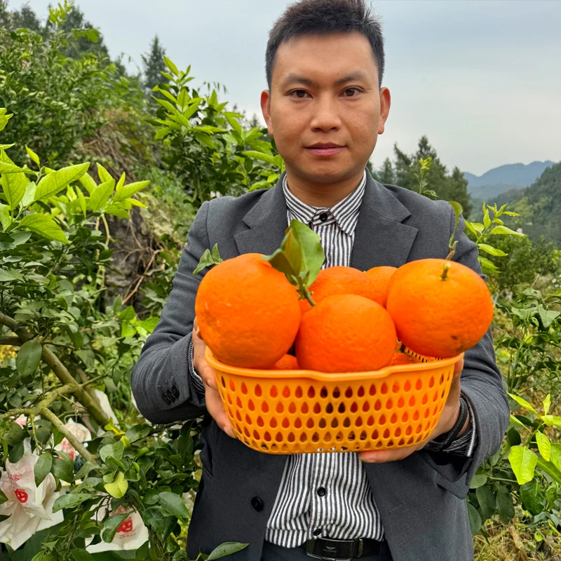 酉水河红美人柑橘爱媛28号当季新鲜现采现摘鲜甜多汁纯正