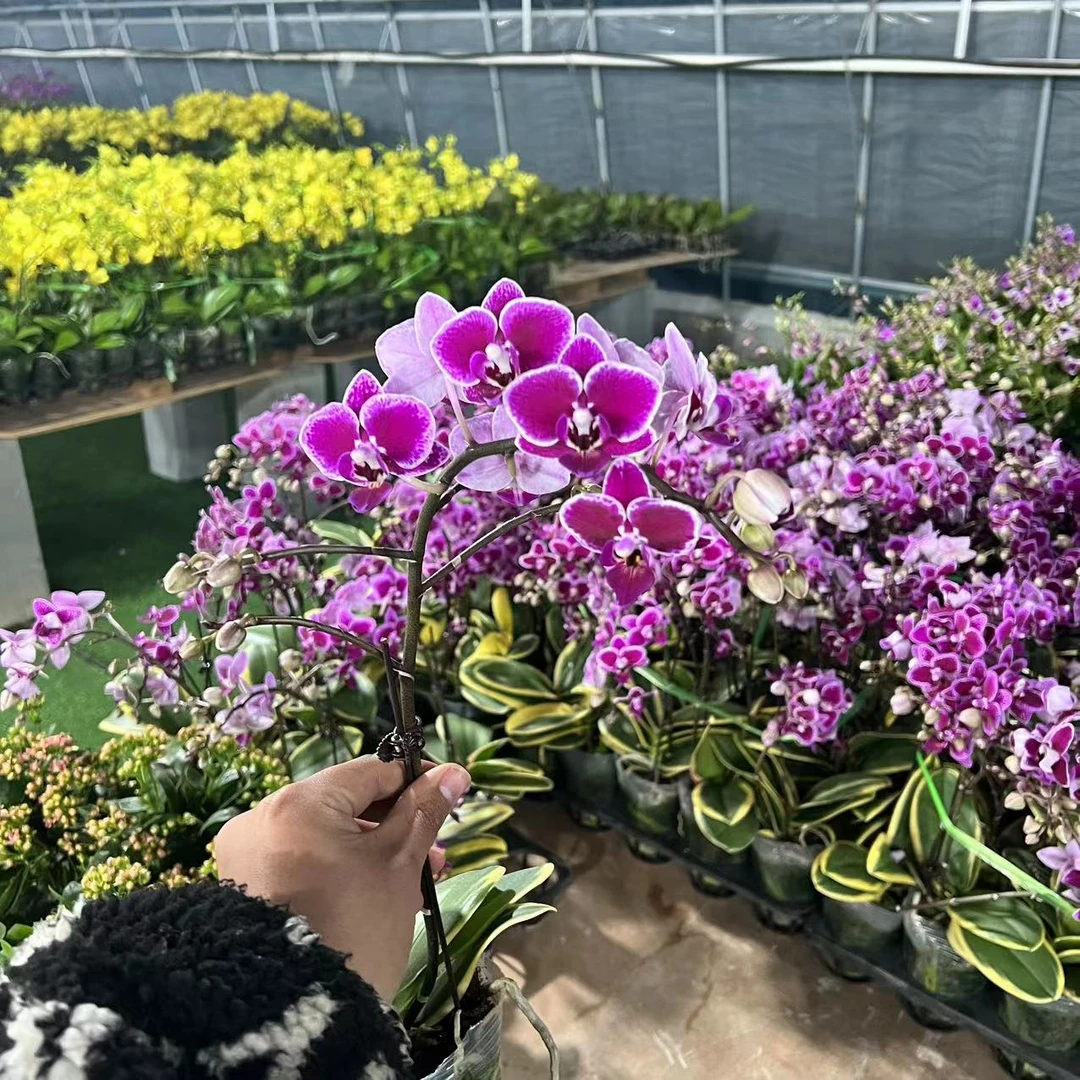 【小陈】(金边蔓越莓)蝴蝶兰带花带花苞发货