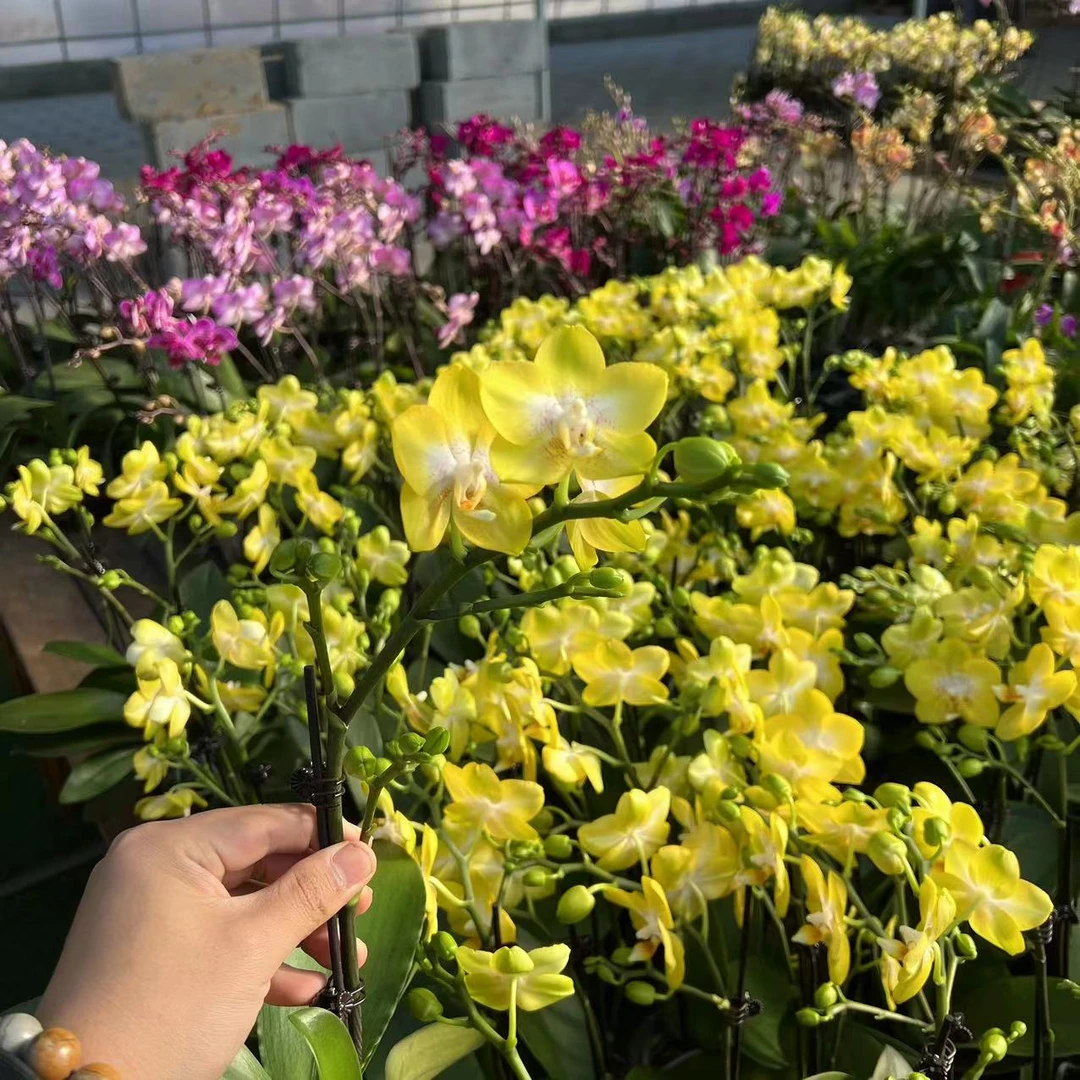 【小陈】（阿雷佐）高品质蝴蝶兰单花剑带花带花苞
