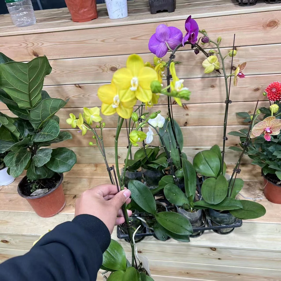 【拍一发二】高品蝴蝶兰(吉祥如意)带花苞发货(以直播间为准)