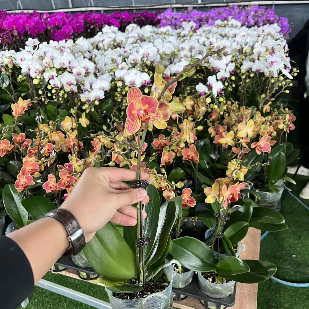 【小陈】高品质(日升)蝴蝶兰带花带花苞