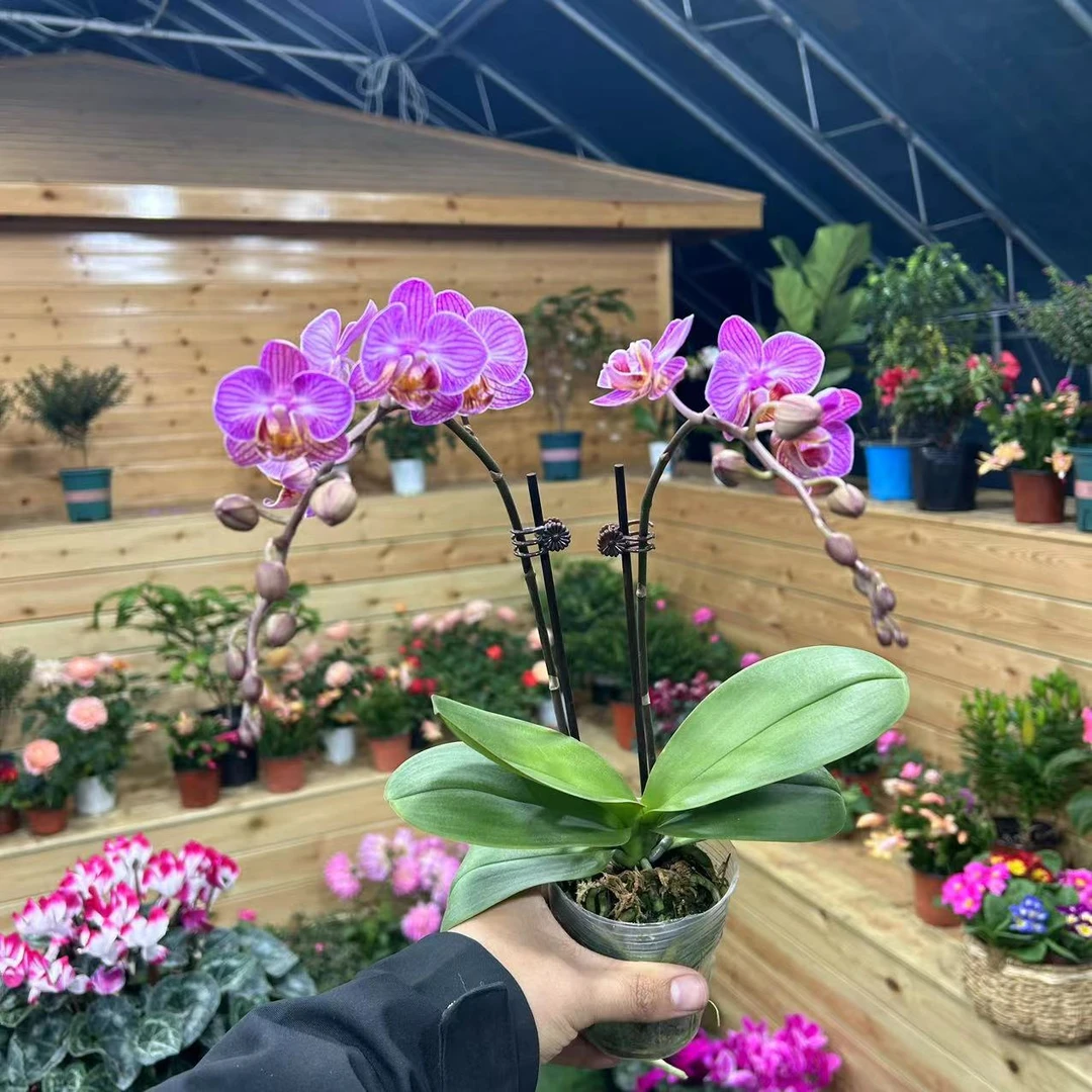 【小陈】高品（卡尔斯鲁尔）蝴蝶兰带花带花苞