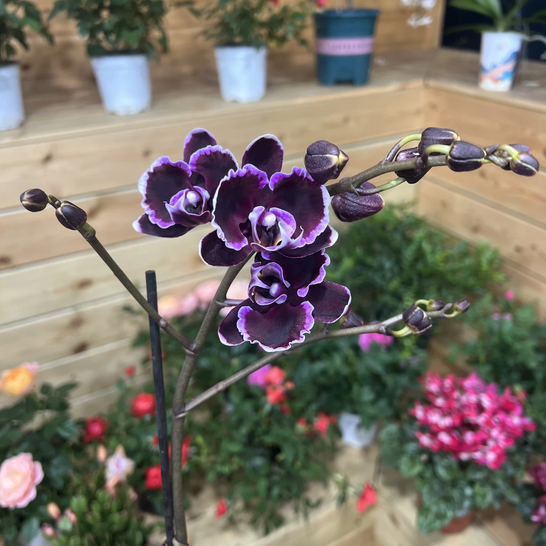 【小陈】高品（拉丁舞裙）蝴蝶兰带花带花苞