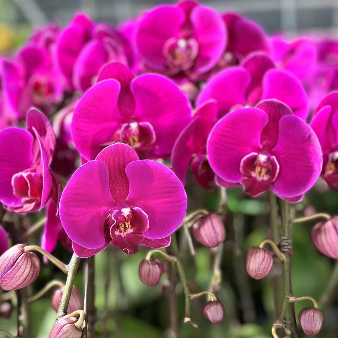 【小陈】大辣椒~蝴蝶兰带花带花苞（叶片自然开裂）夏季冬季