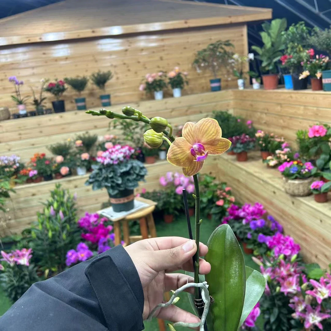 【小陈】高品(皮亚琴察)蝴蝶兰带花带花苞