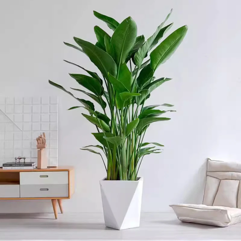 天堂鸟1.1-1.2米精选大型室内大棵绿植盆栽客厅卧室美观空气净化