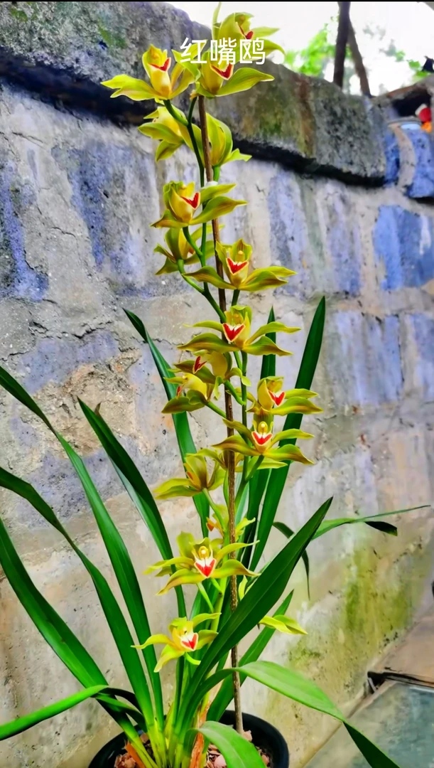 高山兰花 (一物一拍)