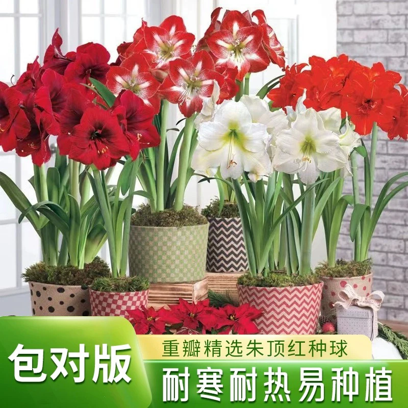 朱顶红种球7-8厘米左右 送肥料