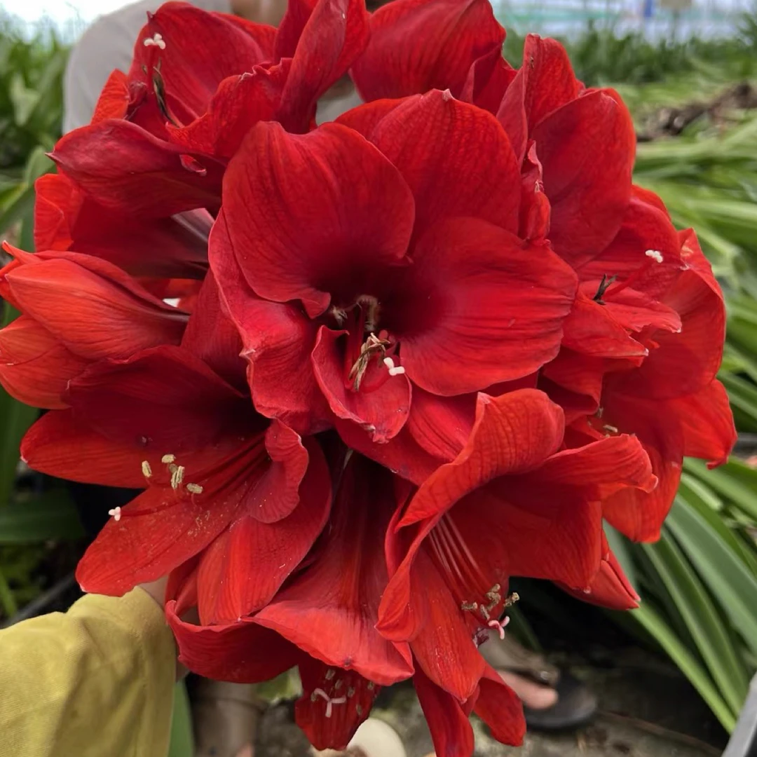 圣诞快乐南非进口朱顶红种球自然球多年生球根植物阳台盆栽